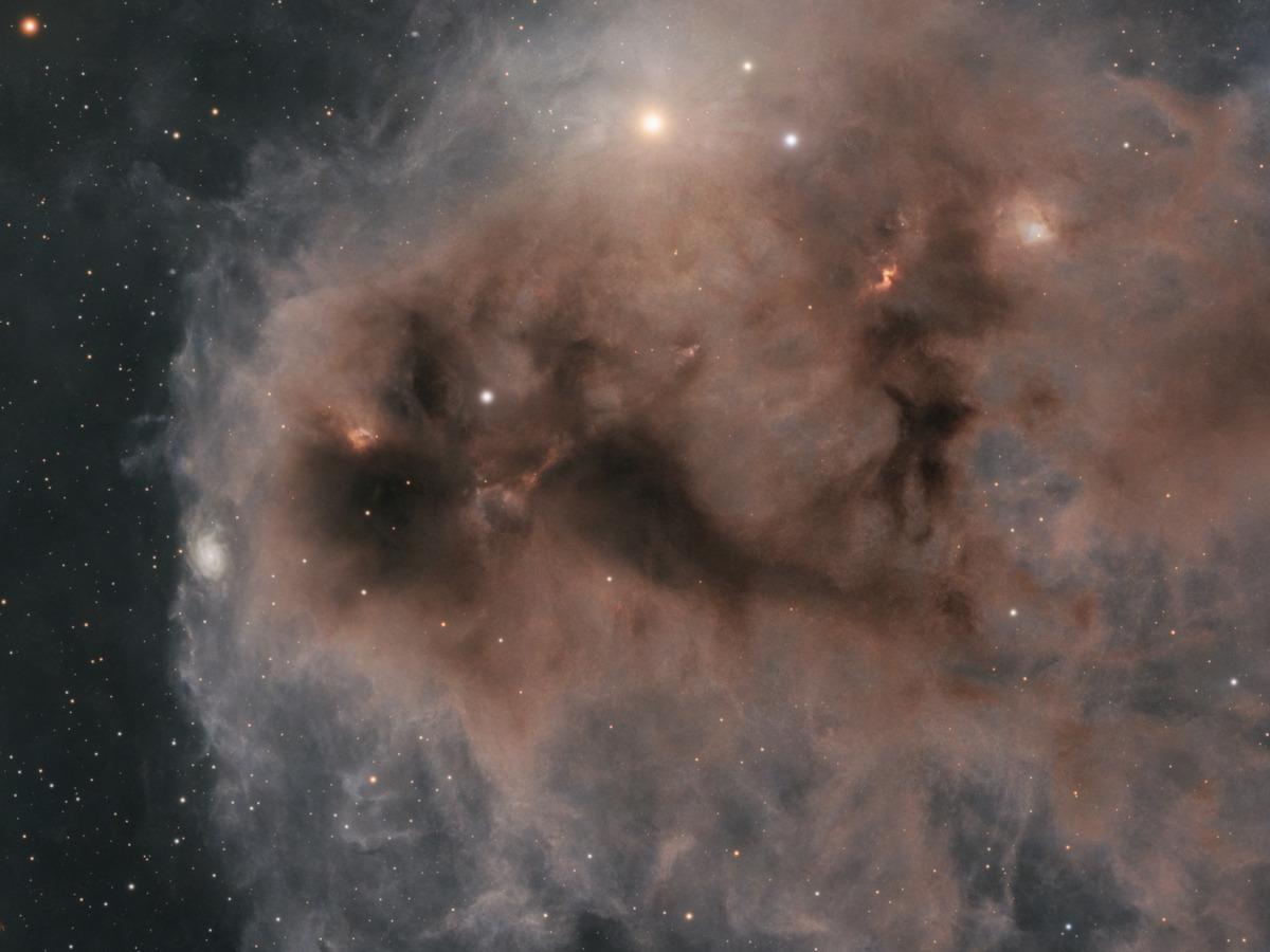 Close-up of LDN 1251, dense knots of dark dust threaded through faint brown reflection nebulosity